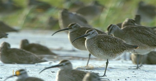 Good news for the protection of migrating birds