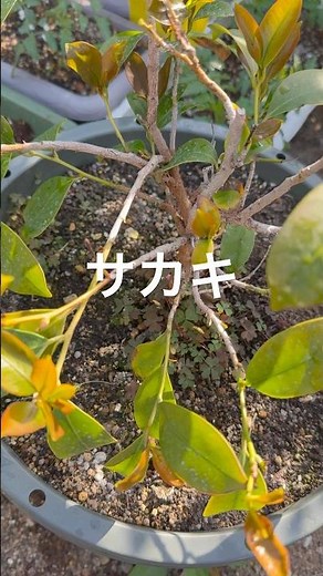 サカキ鉢植え成長！#榊栽培 #サカキ #サカキ栽培 #サカキ鉢植え