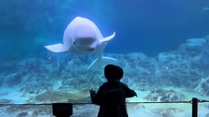 Beluga whale plays with kids at aquarium in China