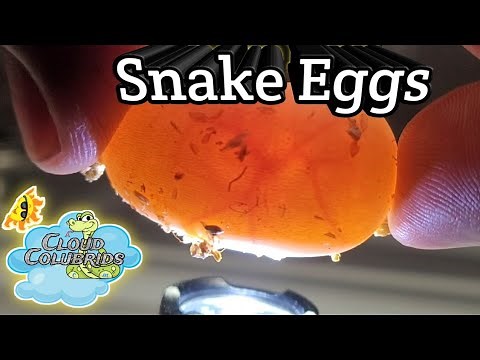 How to candle reptile eggs. (Snake Eggs)