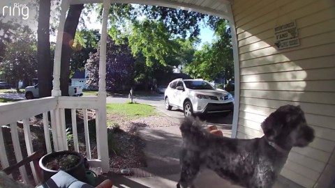 Dog Visits Neighbor’s Porch Every Day—Ring Cam Captures Sweet Reason Why
