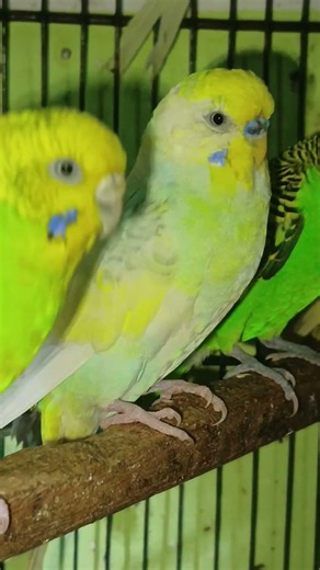 Beautiful Singing Budgies 🐦😍 | Relaxing Budgie Bird Sounds | Colorful Parakeets #Shorts