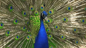 Peacock Close Spread Tail Stock Footage Video (100% Royalty-free) 1108239603 | Shutterstock
