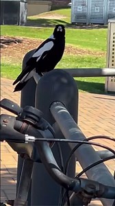 DANGER!! Magpie Swooping! ⚠️ #birds #wildlife #nature #scaryanimals #australia #australianbirds