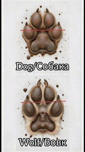Wolf vs Dog: Track Identification | Вовк чи собака: Як розрізнити сліди