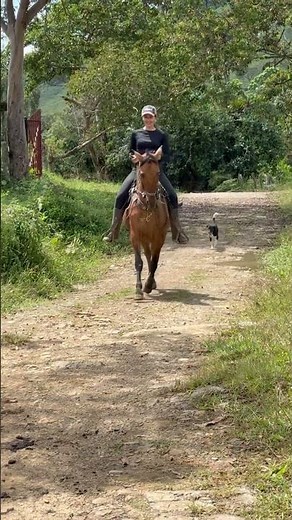 Suéltele la rienda que si el caballo es fino, la rienda la tendrá de adorno! 🐴😊