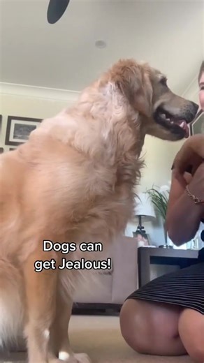 Understanding Your Dog's Emotions: Recognize These Behaviors? #dogpsychology #PawAndHeart #dogbehavior #lovedogs #doglover @onlyjayus 💗 | Paws & Hearts