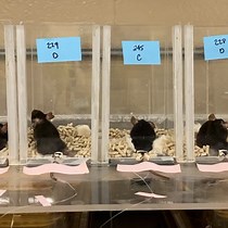 Video: Evaluation of Hepatic Glucose Production in a Polycystic Ovary Syndrome Mouse Model