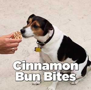 Your favorite breakfast transformed into adorable treats for your canine friend. These mini cinnamon buns are a healthy and fun homemade dog treat. Get the recipe: http://littlethings.us/3xm2wM | LittleThings