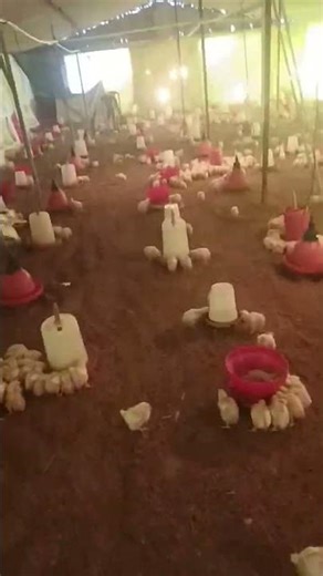 poultry form 6000 chicks