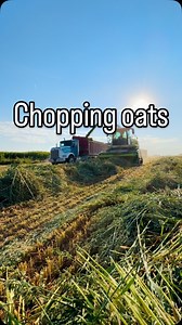 No music, no edit, just raw oat chopping action! Those are some big ole windrows! #hurstbrandfarms #farm #farming #regenag #food #harvest #oats #chopping #claas #chopper #cowchow #feed | Hurst Brand Farms