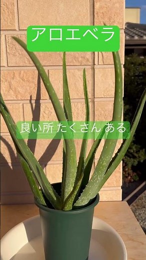 【 観葉植物 ? 】 耐寒性 が 気になる アロエベラ #植物のある暮らし #plants #癒し