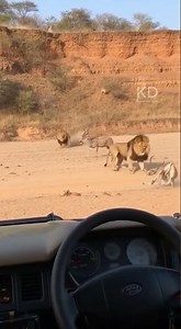 🦁🌿 KING OF THE JUNGLE – REAL LION POWER IN THE WILD!