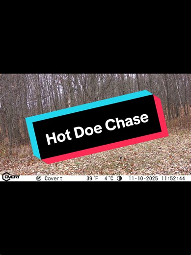 Usually get to see maybe 1 or two times per year woth multiple bucks chasing a doe. Bring me back to November! #deer #hunting #country #outdoors #whitetail
