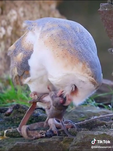 Barn Owl's Unique Hunting Technique for Mice