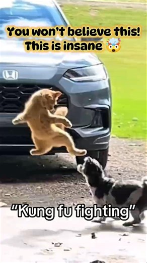 😹 “This Snowy Cat Will Make You Laugh NON-STOP! 😂❄️ #cat #cutecats #kitten #catshorts #funny #pets