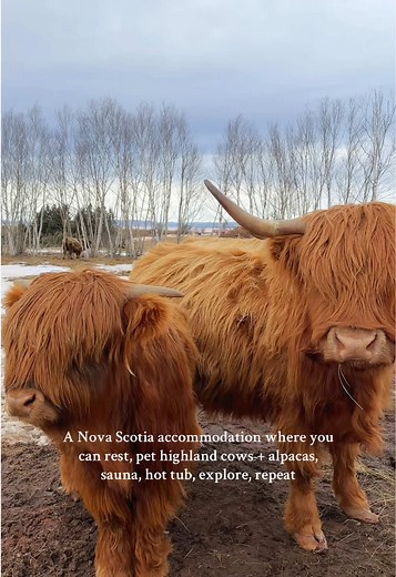 This is Ravens Rest Retreat. Located about 1h from Halifax, along the Noel Shore, here they have cottages overlooking the Bay of Fundy / Burntcoat Head, animals like highland cows & alpacas, a wellness area to sauna, hot tub, or cold plunge in, and walking trails to explore. Truly a little slice of nature paradise! #ravensrestretreat #highlandcows #novascotia #canada #wintergetaway #alpacas #highlandcow #burntcoathead