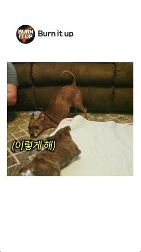 The puppy that taught me something no one else could teach me #Touching