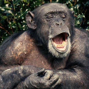 We challenge you not to yawn at this yawning chimp... | Chester Zoo