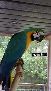 Blue and Gold Macaw Talking