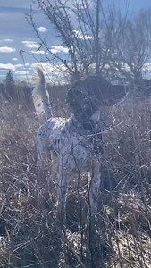 Nurturing a dog with a good Nature is easy 🤙 | Long Hollow Bird Dogs