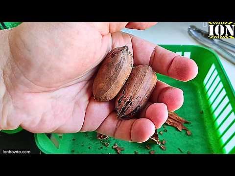 How to eat Pecan nuts