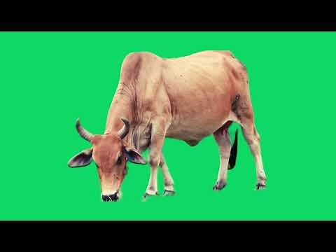 Green Screen Cow With Real Movement | Graphics For Projects Videos (Free To Use)