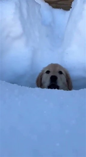 Puppy vs. Deep Snow (Wait for it!) #shorts