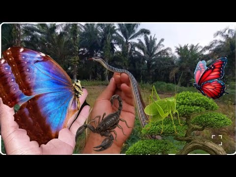 Shocking😱😱 Moment Catching a Wild Snake With Bare Hands in the Dark‼️