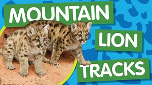 Amazing Animals: Mountain Lion Tracks