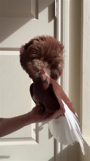 Some fancy pigeon for your feed. 🤌🏼💅🏾💃🏾 | The American Pigeon Museum & Library