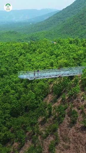 The Nature Safari at Rajgir spread over an area of around 500 hectares, is an ideal place to hang out with family and friends. Plan a visit and experience the Glass Bridge, a modern marvel, along with various recreational activities like suspension bridge, ziplining, sky-biking, and much more! #NatureSafari #Rajgir #GlassBridge #SuspensionBridge #Nature #travel #ExploreBihar #VisitBihar #Adventure #weekendgetaway #BlissfulBihar #BiharTourism #IncredibleIndia Dr. Prem Kumar Ministry of Tourism, G