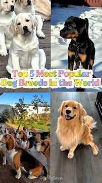 Top 5 Most Popular Dog Breeds in the World 🐶 (Number 1 Will Surprise You!) #dogshorts