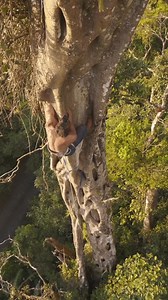 climbing a huge tree 🦍 #outdoor #travel #climbing | Leo Urban