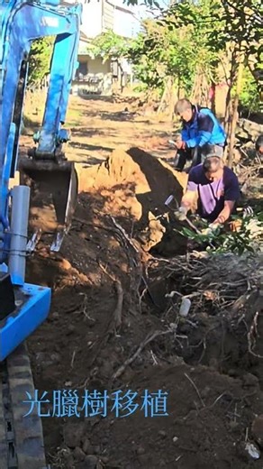 Transplantation of privet