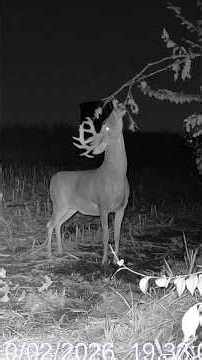 1 Trail Camera, 4 Ways to Capture BIG BUCKS 🔥 | Mock Scrape Setup