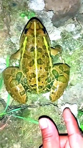 WILD funny Frog Adventures in the Wilderness! shorts video