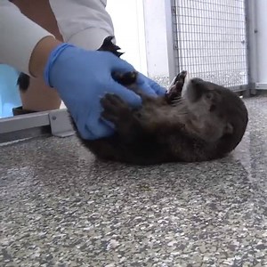 1M views · 3K reactions | No otter day compares. Happy World Otter Day! Credit: Oregon Zoo | Otter | Facebook