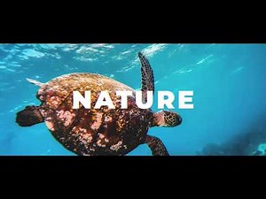 What is a Freighter Cruise? The Ultimate Guide to Cargo Ship Travel