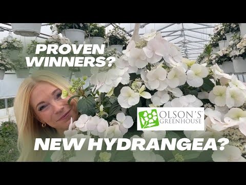 NEW HYDRANGEA Fairytrail Bride - should YOU grow it?! Info you NEED My garden experience last summer