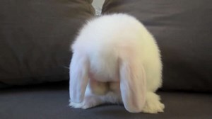 Cute Bunny Washes Her Face