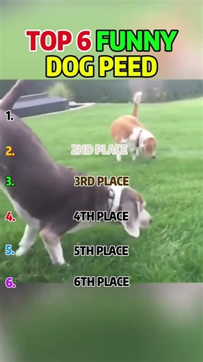 TOP 6 FUNNY DOG PEED #youtubeshorts #funnydog #cutedog