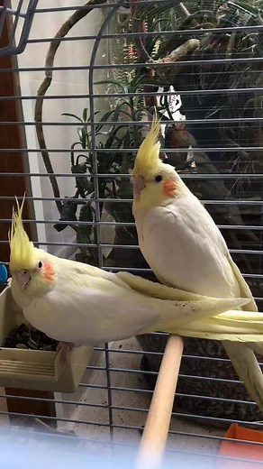 Cockatiel Care: Preening and Socializing Tips