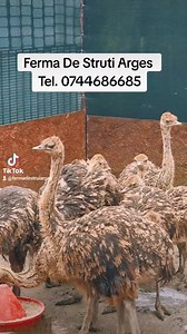 553K views · 10K reactions | #puistrut #struti #fermastruti #reprofucere #struti #carnestrut #ouastrut #foryoupage #fip #viral #foryou | Ferma De Struti Argeș | Facebook