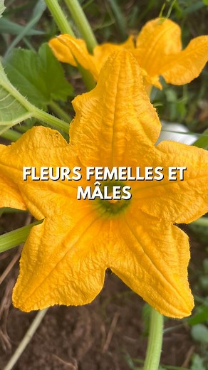 🌼 Pollinisation des fleurs de courges Butternut (Cucurbita moschata) Les courges butternut ont des fleurs mâles et femelles séparées sur la même plante (plante monoïque). 1. Fleurs mâles Produisent le pollen. Apparaissent en général quelques jours avant les fleurs femelles. Portées par une tige fine et longue. Elles n'ont pas de renflement. 2. Fleurs femelles Ont un petit renflement sous la fleur : c’est l’ovaire, futur fruit. On dirait une mini courge. Portées par une tige plus courte et épais
