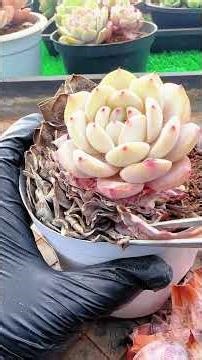 沉浸式撸多肉枯叶 ASMR｜Ultra Satisfying Succulent Cleaning