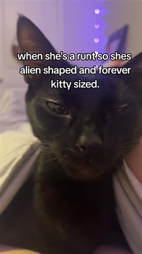 Funny Alien-Shaped Kitten Moments