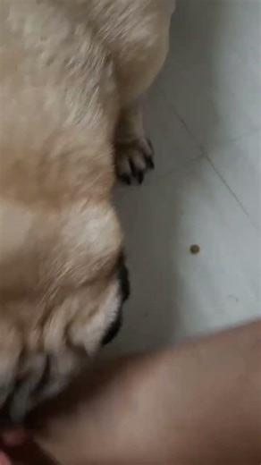 So delicious! Can't wait to eat! #dog #pet #pug #reelsfb #viralshorts