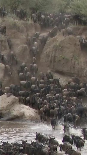 Africa’s Greatest Show. Wildebeest Migration 🌍🦁