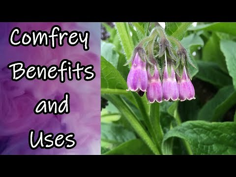Comfrey Benefits and Uses